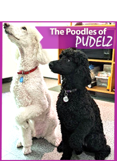 Poodles of Pudelz - home of everything Poodles